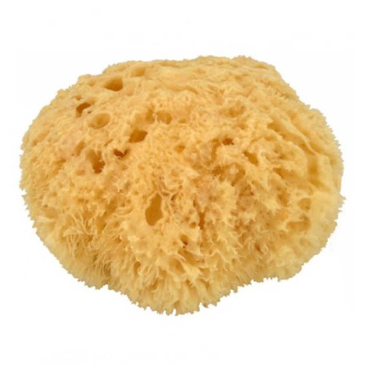 Natural Sea Sponge 7.5Cm