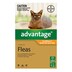 Advantage Kittens & Small Cats Up To 4Kg 6 Pack (Orange)